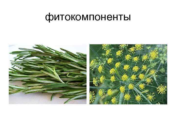 фитокомпоненты 