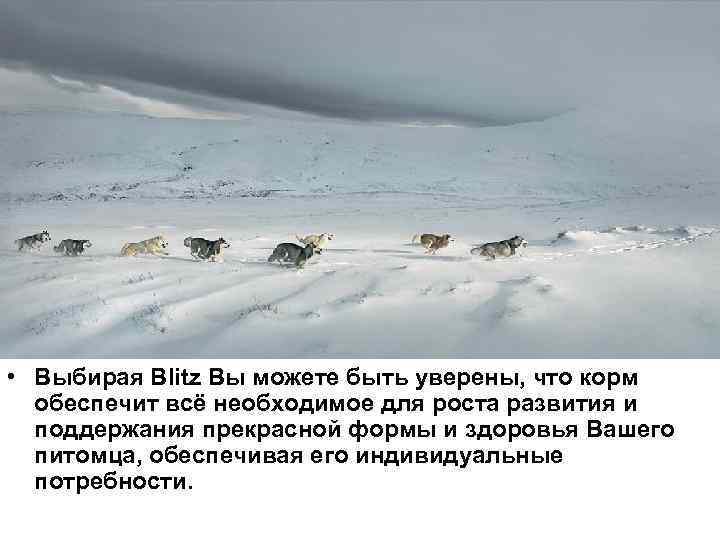 . • Выбирая Blitz Вы можете быть уверены, что корм обеспечит всё необходимое для