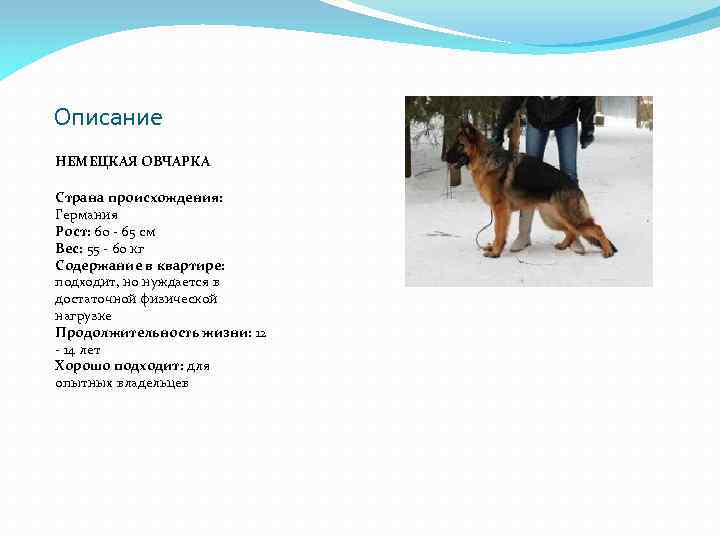 Описание НЕМЕЦКАЯ ОВЧАРКА Страна происхождения: Германия Рост: 60 - 65 см Вес: 55 -