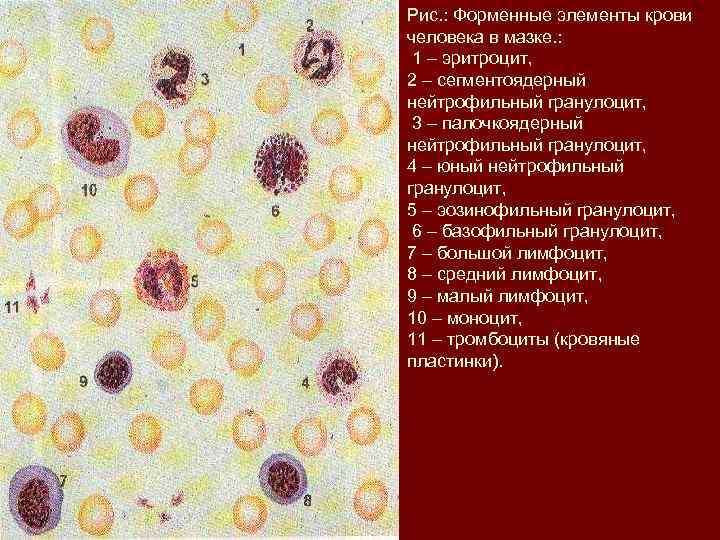 Рис. : Форменные элементы крови человека в мазке. : 1 – эритроцит, 2 –