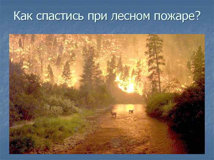 Как спастись при лесном пожаре? 