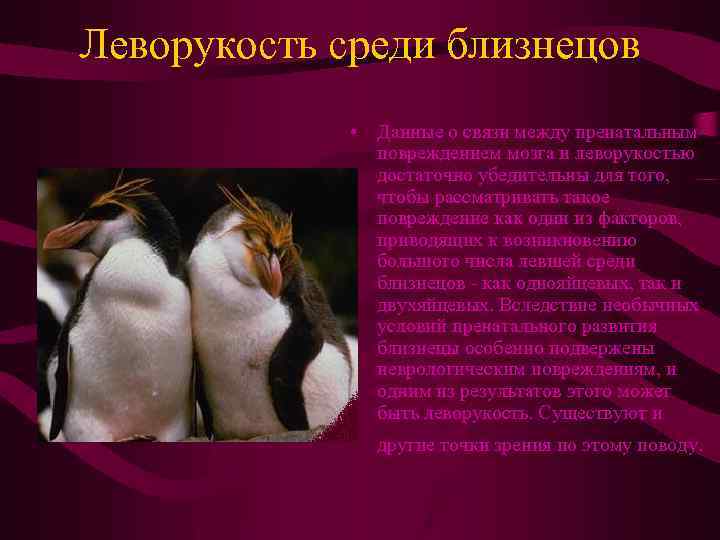 Леворукость среди близнецов • Данные о связи между пренатальным повреждением мозга и леворукостью достаточно