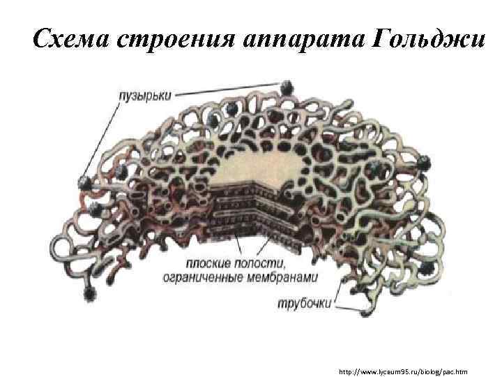 Схема строения аппарата Гольджи http: //www. lyceum 95. ru/biolog/pac. htm 