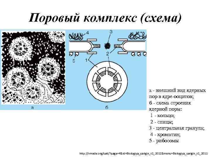 Поровый комплекс (схема) а - внешний вид ядерных пор в ядре ооцитов; б -