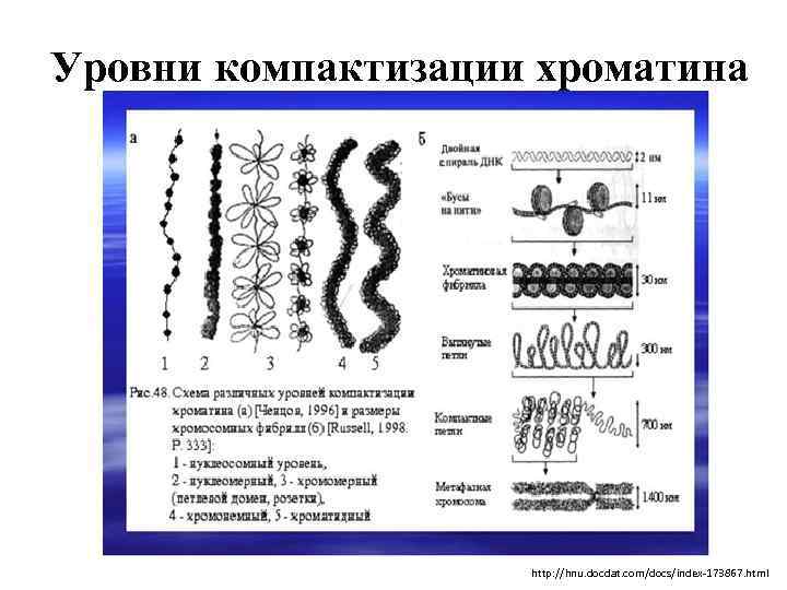Уровни компактизации хроматина http: //hnu. docdat. com/docs/index-173867. html 