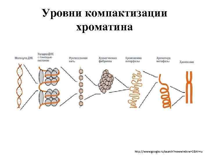 Уровень компактизации днк в хромосоме представленный на схеме