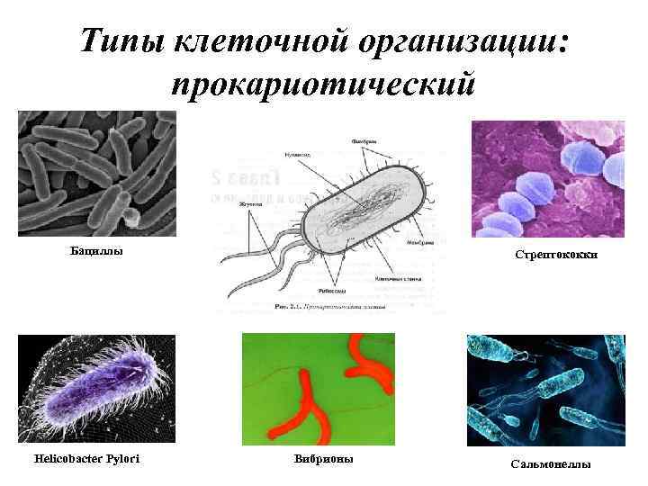 Типы клеточной организации: прокариотический Бациллы Helicobacter Pylori Стрептококки Вибрионы Сальмонеллы 