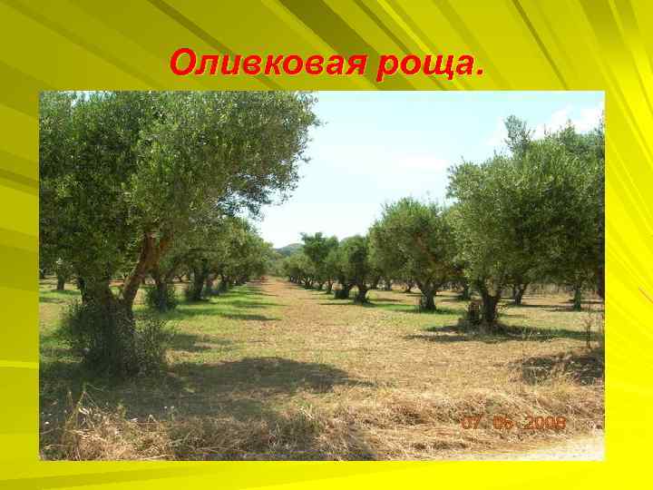 Оливковая роща. 