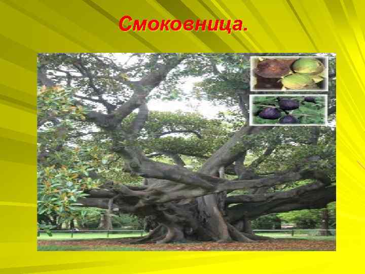 Смоковница. 
