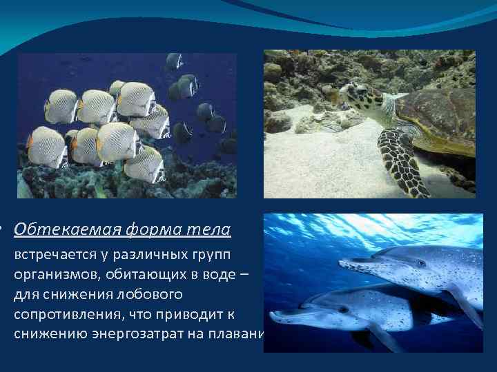  • Обтекаемая форма тела встречается у различных групп организмов, обитающих в воде –