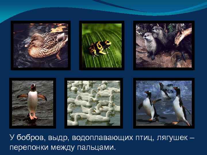 У бобров, выдр, водоплавающих птиц, лягушек – перепонки между пальцами. 