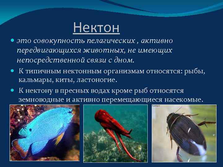 Нектон группа организмов. Планктон Нектон бентос. Организмы группы Нектон. Представители нектона. Адаптация нектона к водной среде.