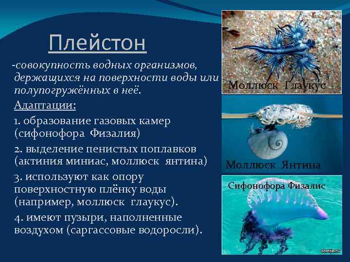 Сообщение о водных организмах