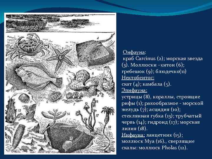  Онфауна: краб Carcinus (2); морская звезда (3). Моллюски –хитон (6); гребешок (9); блюдечко(11)