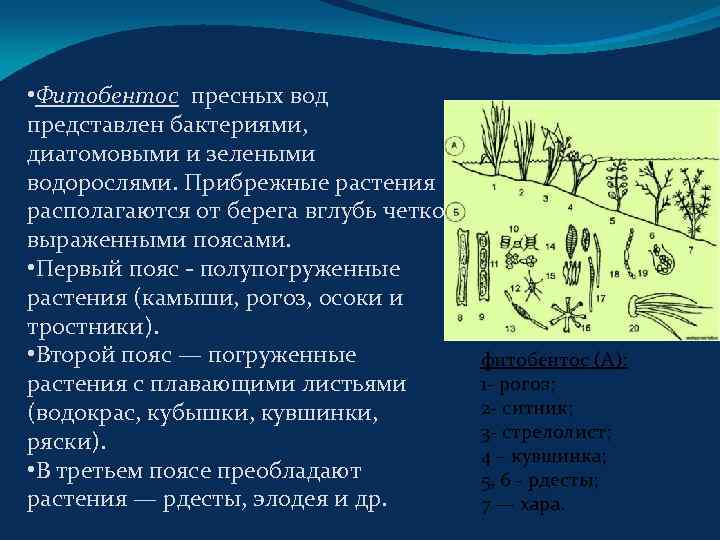  • Фитобентос пресных вод представлен бактериями, диатомовыми и зелеными водорослями. Прибрежные растения располагаются