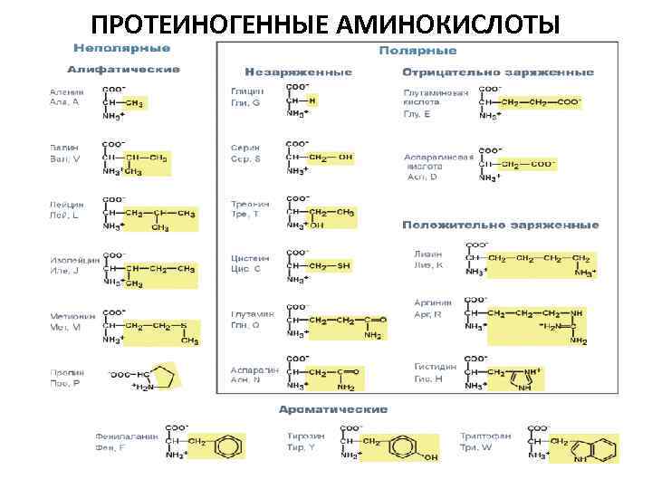 Аминокислоты поурочный план