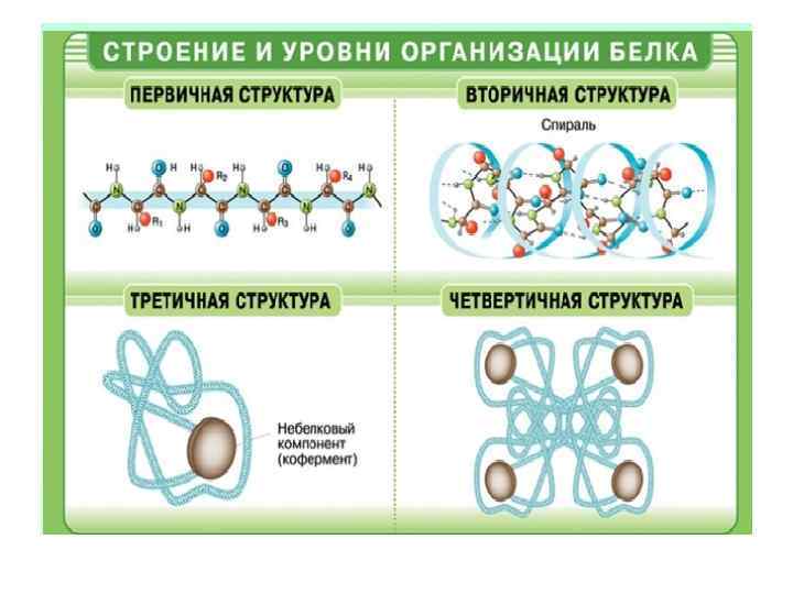 Отметь рисунок на котором представлена первичная структура белка