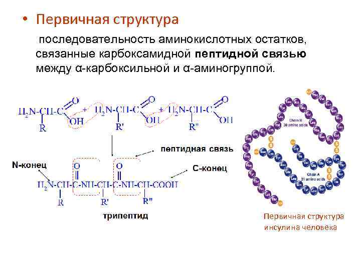 Образование пептидных связей структура белка. Первичная и вторичная структура белка. Первичная структура белков биохимия.