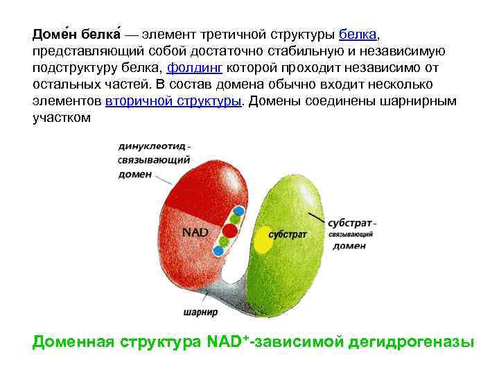 Элемент белка. Доменная структура белков. Домены в структуре белка. Домен белка элемент третичной структуры. Домен это биохимия.