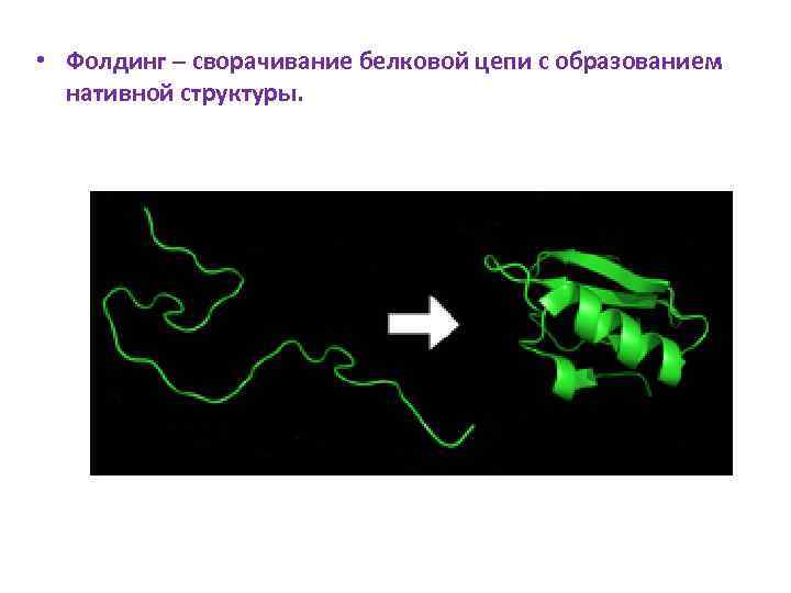  • Фолдинг – сворачивание белковой цепи с образованием нативной структуры. 