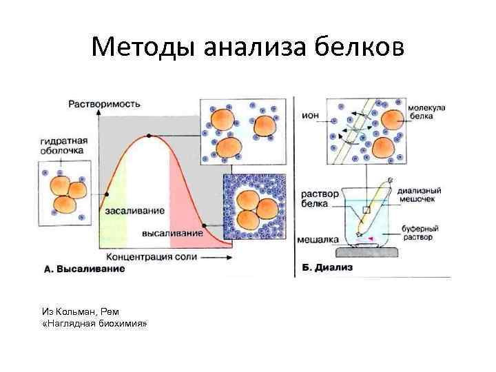 Исследование белков