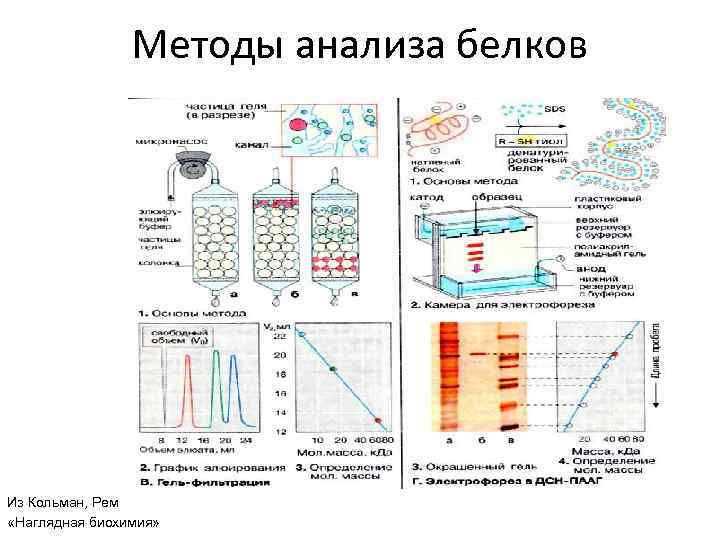 Белки исследования