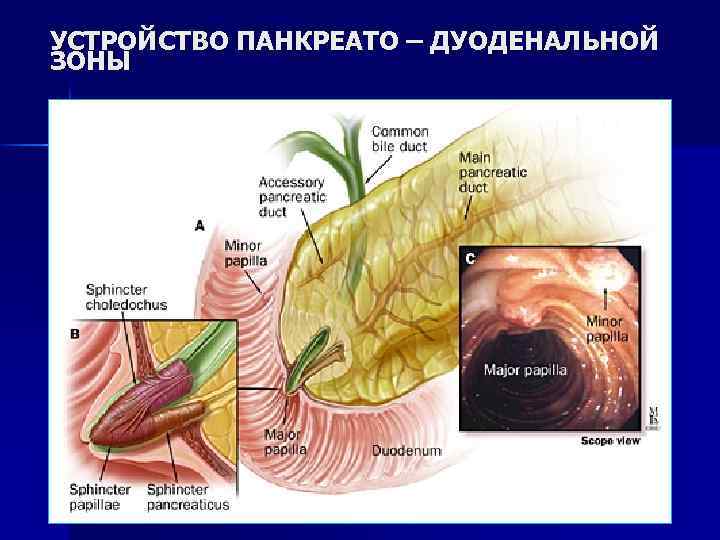 УСТРОЙСТВО ПАНКРЕАТО – ДУОДЕНАЛЬНОЙ ЗОНЫ 15 