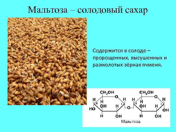 Ячменные дрожжи. Мальтоза солодовый сахар. Мальтоза содержится в. Мальтоза функции.