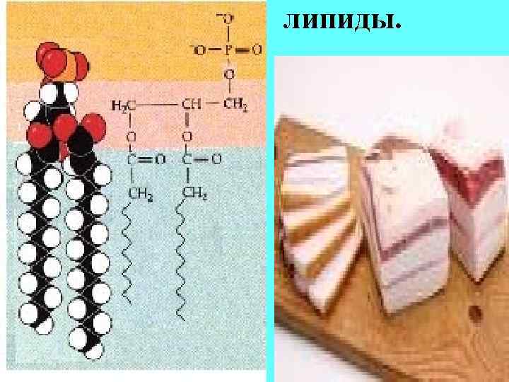 липиды. 51 