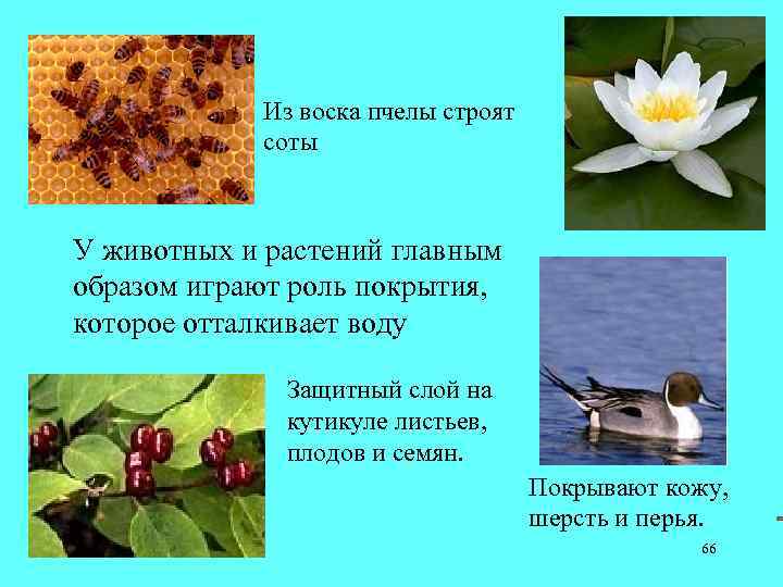 Воски Из воска пчелы строят соты У животных и растений главным образом играют роль