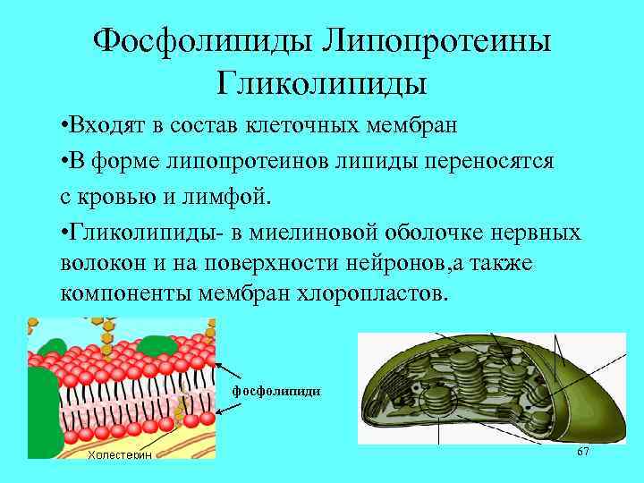 Фосфолипиды в составе клетки