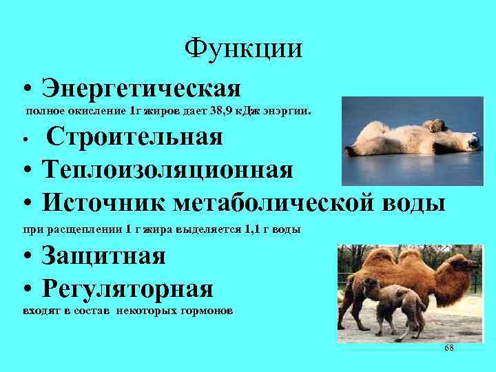 Функции • Энергетическая полное окисление 1 г жиров дает 38, 9 к. Дж энэргии.