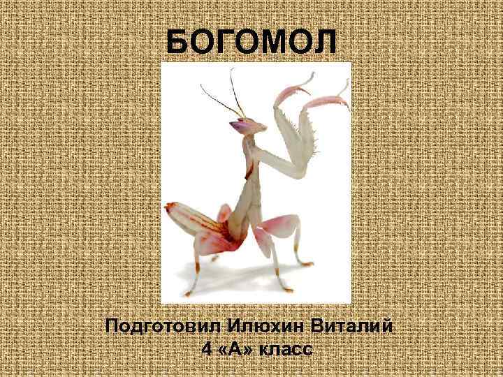 БОГОМОЛ Подготовил Илюхин Виталий 4 «А» класс 