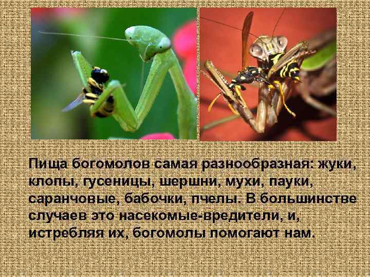 Пища богомолов самая разнообразная: жуки, клопы, гусеницы, шершни, мухи, пауки, саранчовые, бабочки, пчелы. В