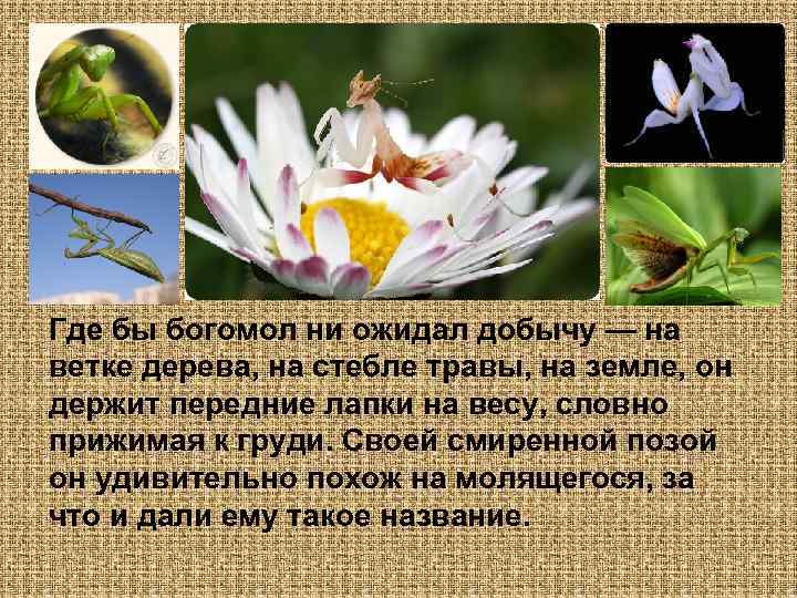 Где бы богомол ни ожидал добычу — на ветке дерева, на стебле травы, на