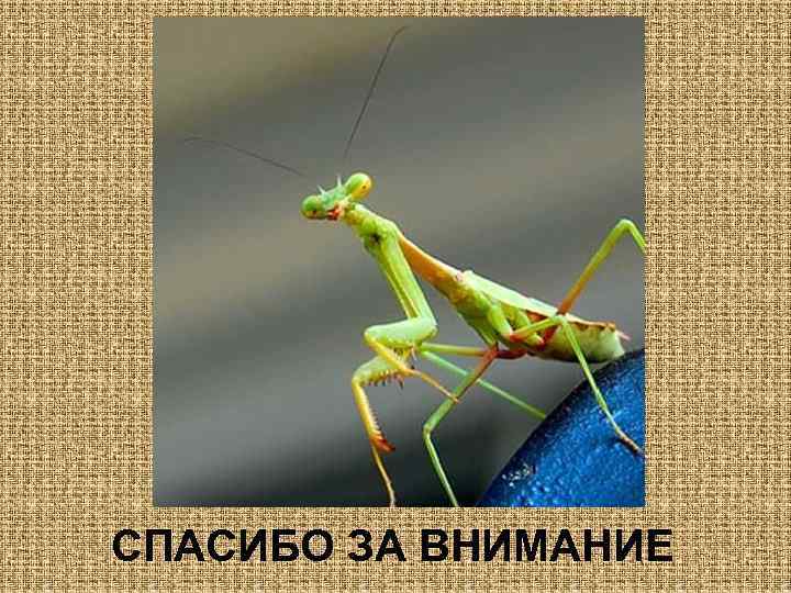 СПАСИБО ЗА ВНИМАНИЕ 