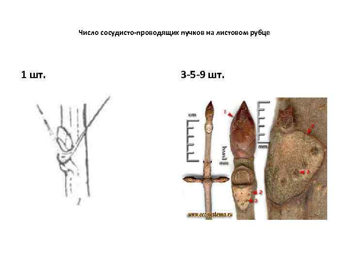 Число сосудисто-проводящих пучков на листовом рубце 1 шт. 3 -5 -9 шт. 