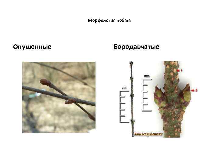 Морфология побега Опушенные Бородавчатые 