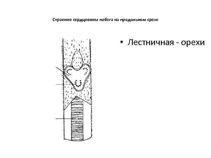 Строение сердцевины побега на продольном срезе • Лестничная - орехи 