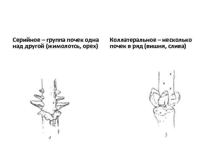 Серийное – группа почек одна над другой (жимолотсь, орех) Коллатеральное – несколько почек в