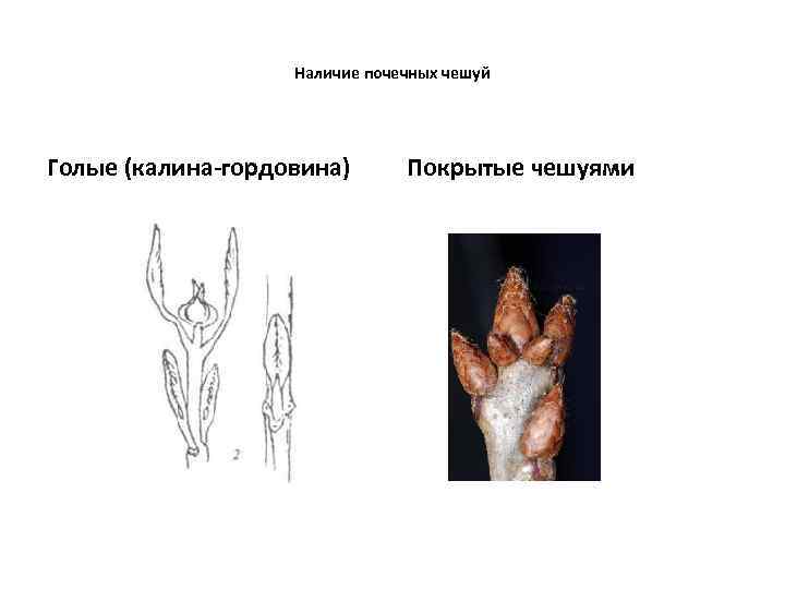 Наличие почечных чешуй Голые (калина-гордовина) Покрытые чешуями 