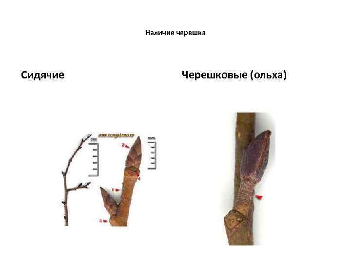 Наличие черешка Сидячие Черешковые (ольха) 