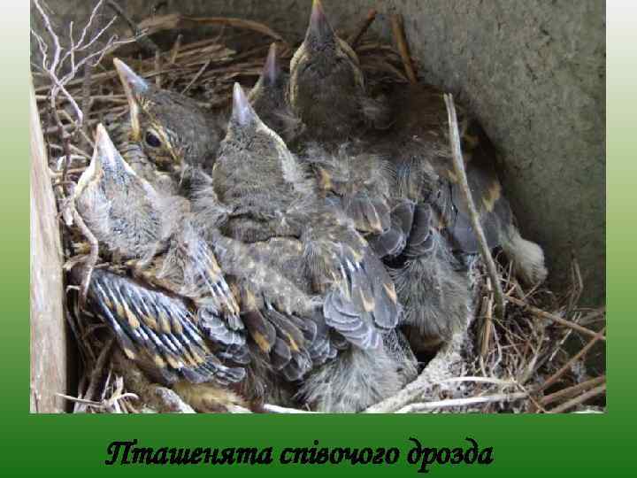 Пташенята співочого дрозда 