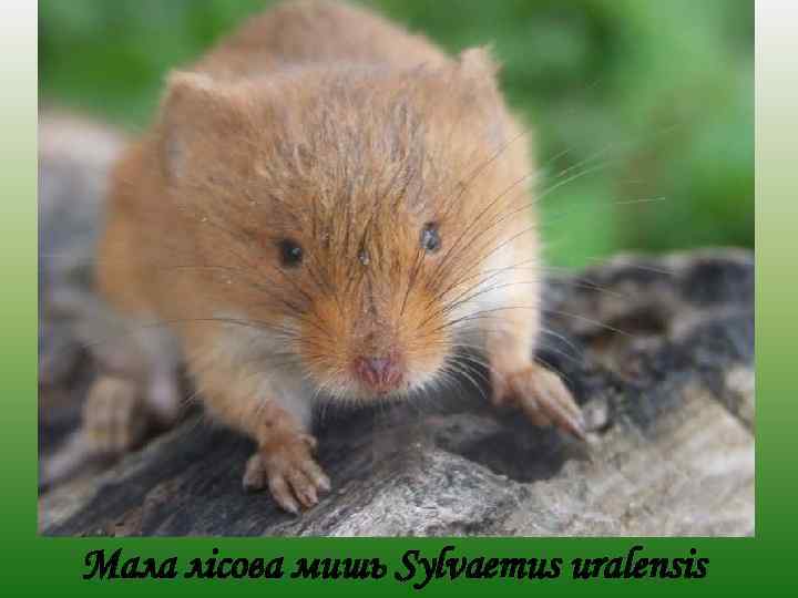 Мала лісова мишь Sylvaemus uralensis 