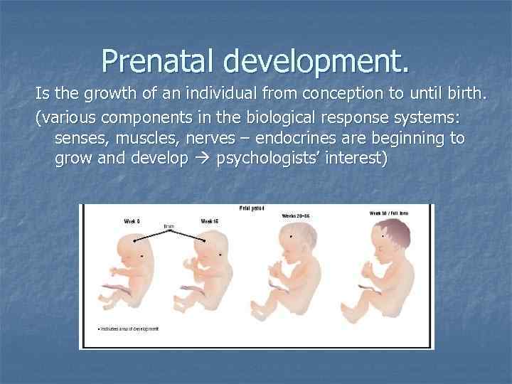 Prenatal development. Is the growth of an individual from conception to until birth. (various