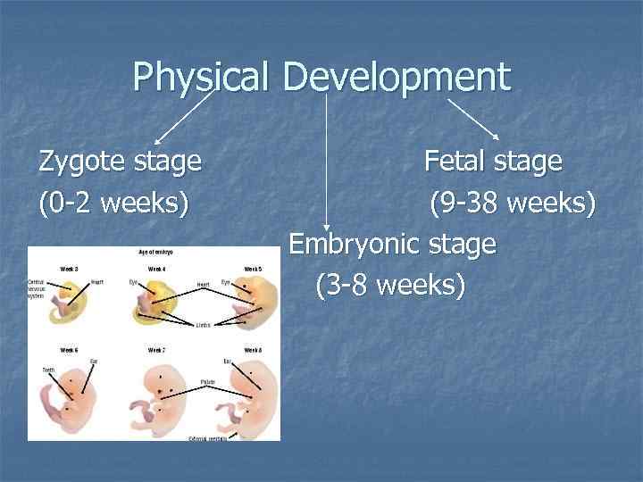 Physical Development Zygote stage (0 -2 weeks) Fetal stage (9 -38 weeks) Embryonic stage