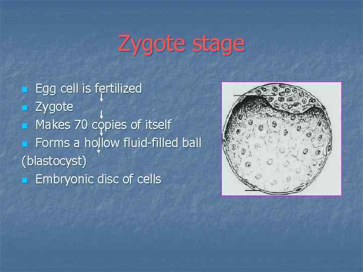 Zygote stage Egg cell is fertilized n Zygote n Makes 70 copies of itself