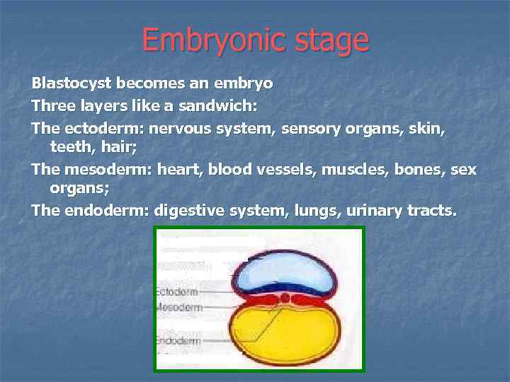 Embryonic stage Blastocyst becomes an embryo Three layers like a sandwich: The ectoderm: nervous