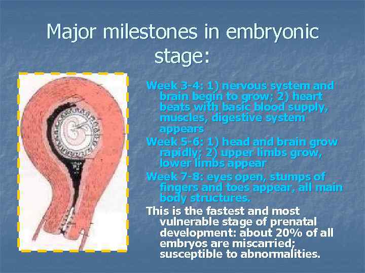 Major milestones in embryonic stage: Week 3 -4: 1) nervous system and brain begin