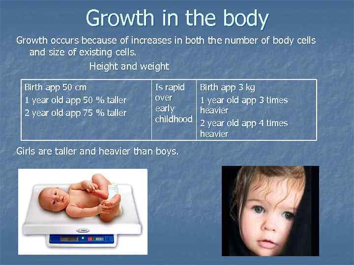 Growth in the body Growth occurs because of increases in both the number of